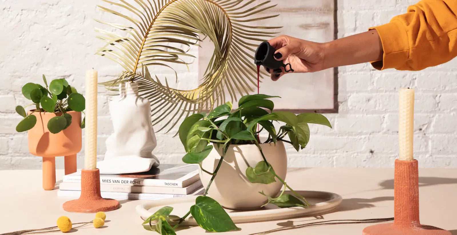 Hand pouring liquid from menstrual cup into potted plant on tabletop with decorative objects