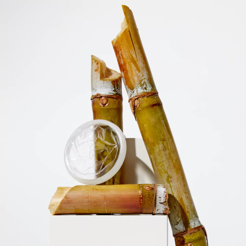 Plant+ menstrual disc displayed upright with bamboo stalks in background