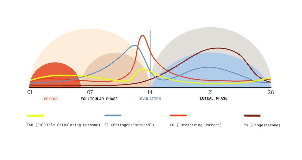 4 phases of the menstrual cycle