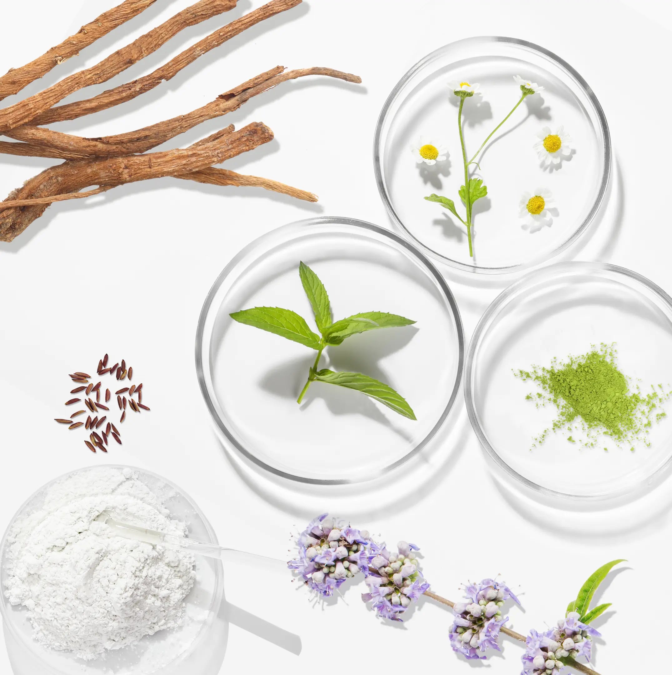 Herbal ingredients and powders displayed in petri dishes and on a white surface